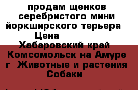 продам щенков серебристого мини йоркширского терьера › Цена ­ 20 000 - Хабаровский край, Комсомольск-на-Амуре г. Животные и растения » Собаки   